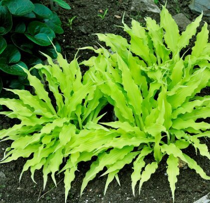 Hosta 'Wiggles and Squiggles'